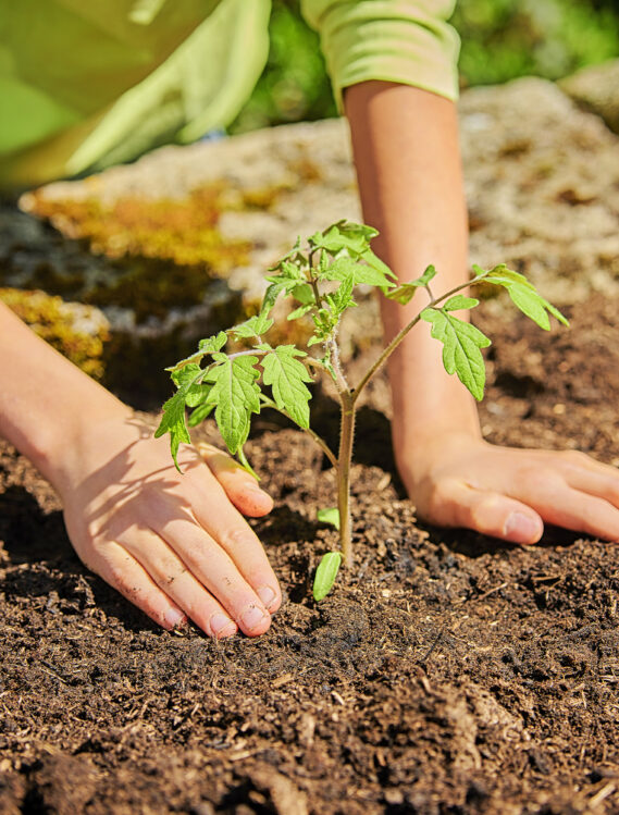 Junge (11) pflanzt Tomaten-Setzlinge in ein Hochbeet mit einer Steinumfassung. Andrücken der Erde nach dem einsetzen.